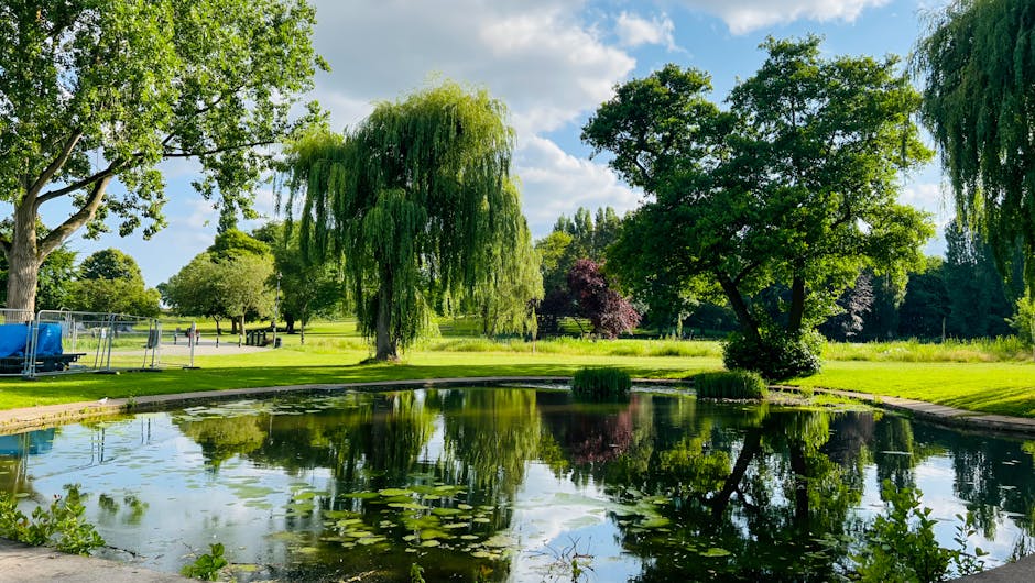 Photograph of a serene park scene featuring a small pond with calm, reflective water surrounded by lush green grass and various trees, including a prominent weeping willow with drooping branches. The pond's surface is dotted with lily pads, and the overall area appears well-maintained and clean. In the background, there are additional trees and a clear blue sky with a few white clouds, indicating bright, sunny weather. The image conveys a tranquil outdoor environment typical of a public park like Morden Hall Park, highlighting natural beauty and greenery, suitable for outdoor activities and relaxation. Deep Cleaning Merton offers comprehensive cleaning services for such park areas, ensuring a hygienic and well-preserved environment for visitors, especially after events or gatherings.